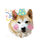 柴犬チョコやで（個別スタンプ：11）