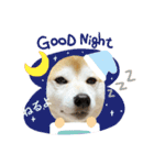 柴犬チョコやで（個別スタンプ：12）
