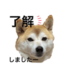 柴犬チョコやで（個別スタンプ：13）
