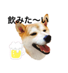 柴犬チョコやで（個別スタンプ：14）