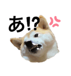 柴犬チョコやで（個別スタンプ：15）