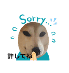 柴犬チョコやで（個別スタンプ：16）