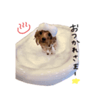 トイプーのシャルルちゃん（個別スタンプ：7）