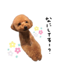 トイプーのシャルルちゃん（個別スタンプ：8）