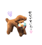 トイプーのシャルルちゃん（個別スタンプ：13）