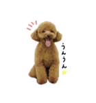 トイプーのシャルルちゃん（個別スタンプ：15）