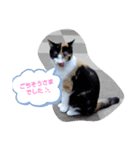 ゆるかわねこの日常（個別スタンプ：1）