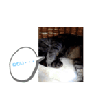 ゆるかわねこの日常（個別スタンプ：3）
