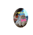 ゆるかわねこの日常（個別スタンプ：4）
