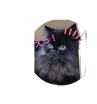 ゆるかわねこの日常（個別スタンプ：5）
