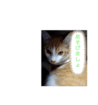 ゆるかわねこの日常（個別スタンプ：6）