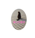 ゆるかわねこの日常（個別スタンプ：8）