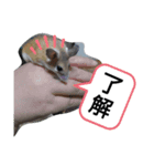 小動物たちの日常（個別スタンプ：1）