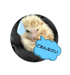 小動物たちの日常（個別スタンプ：3）