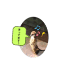 小動物たちの日常（個別スタンプ：6）