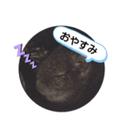 小動物たちの日常（個別スタンプ：7）