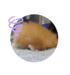 小動物たちの日常（個別スタンプ：8）