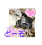 ネズミさん、令和のしめきくちゃん（個別スタンプ：16）