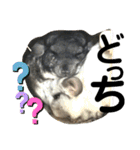 ネズミさん、令和のしめきくちゃん（個別スタンプ：31）