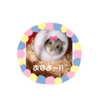 ペットのスタンプ。（個別スタンプ：1）