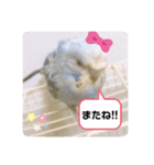 ペットのスタンプ。（個別スタンプ：16）