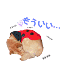 雑種犬ラウルPart2（個別スタンプ：1）