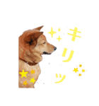 雑種犬ラウルPart2（個別スタンプ：2）
