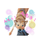 雑種犬ラウルPart2（個別スタンプ：6）