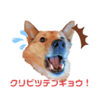 雑種犬ラウルPart2（個別スタンプ：9）