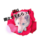 雑種犬ラウルPart2（個別スタンプ：10）