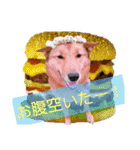雑種犬ラウルPart2（個別スタンプ：11）
