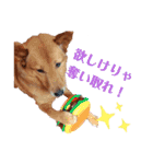 雑種犬ラウルPart2（個別スタンプ：16）