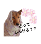 雑種犬ラウルPart2（個別スタンプ：17）