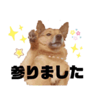 雑種犬ラウルPart2（個別スタンプ：19）