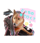 雑種犬ラウルPart2（個別スタンプ：21）