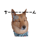 雑種犬ラウルPart2（個別スタンプ：24）
