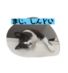 るちるのスタンプ（個別スタンプ：6）