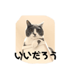 るちるのスタンプ（個別スタンプ：8）