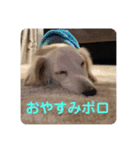 ポロマロスタンプver.1（個別スタンプ：3）
