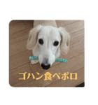ポロマロスタンプver.1（個別スタンプ：11）