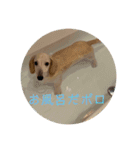 ポロマロスタンプver.1（個別スタンプ：12）