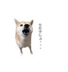 芝犬のゆずです。（個別スタンプ：1）