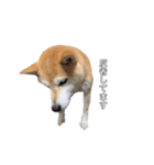 芝犬のゆずです。（個別スタンプ：2）