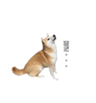 芝犬のゆずです。（個別スタンプ：3）