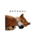 芝犬のゆずです。（個別スタンプ：4）