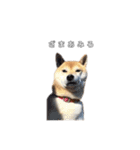 芝犬のゆずです。（個別スタンプ：5）