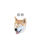 芝犬のゆずです。（個別スタンプ：6）