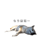 芝犬のゆずです。（個別スタンプ：7）