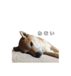 芝犬のゆずです。（個別スタンプ：8）