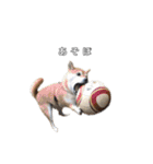 芝犬のゆずです。（個別スタンプ：9）